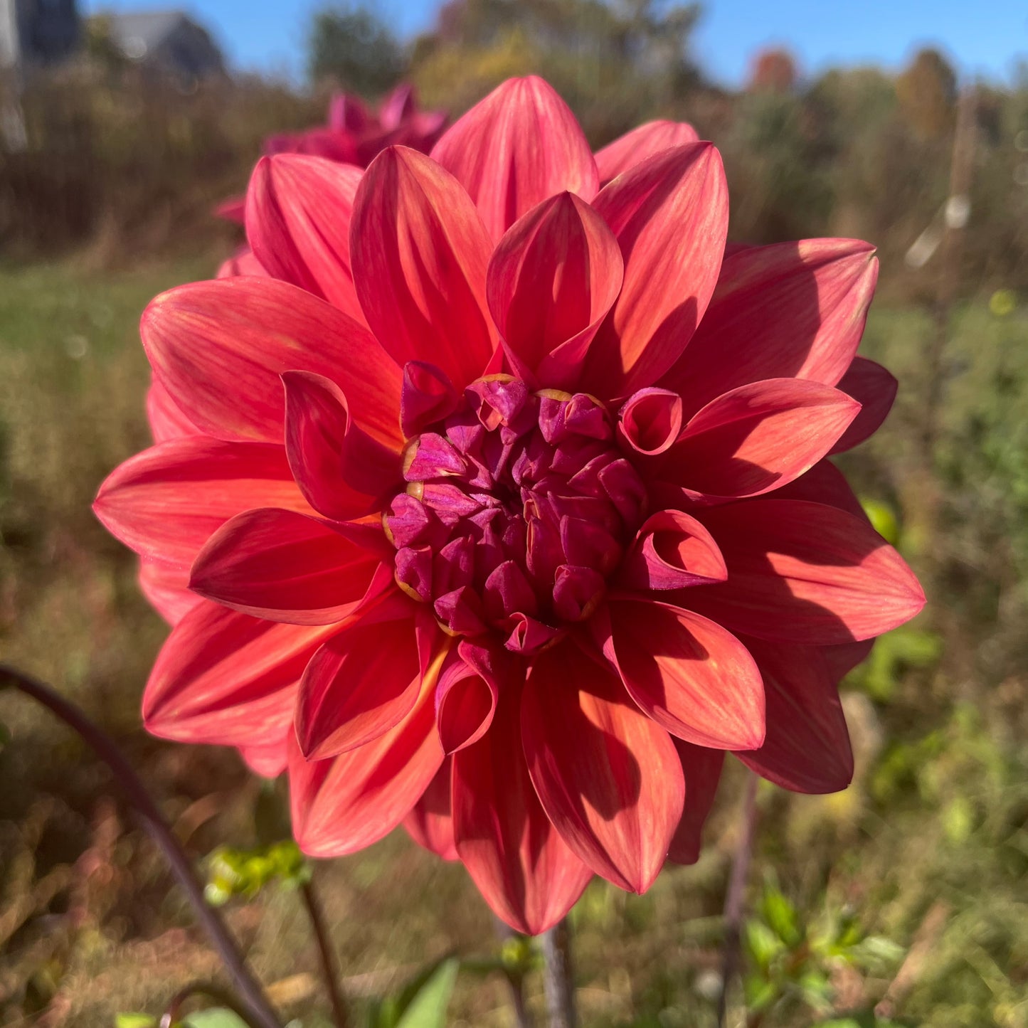 American Dawn