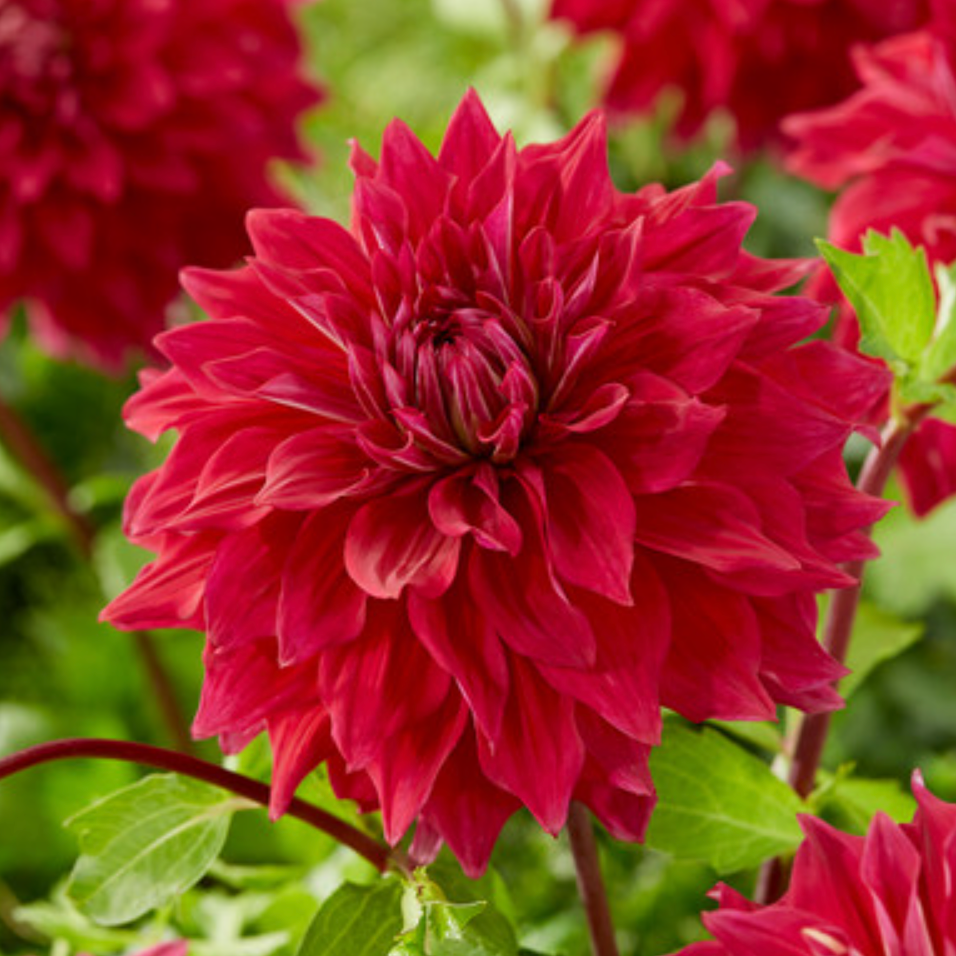 Babylon Red