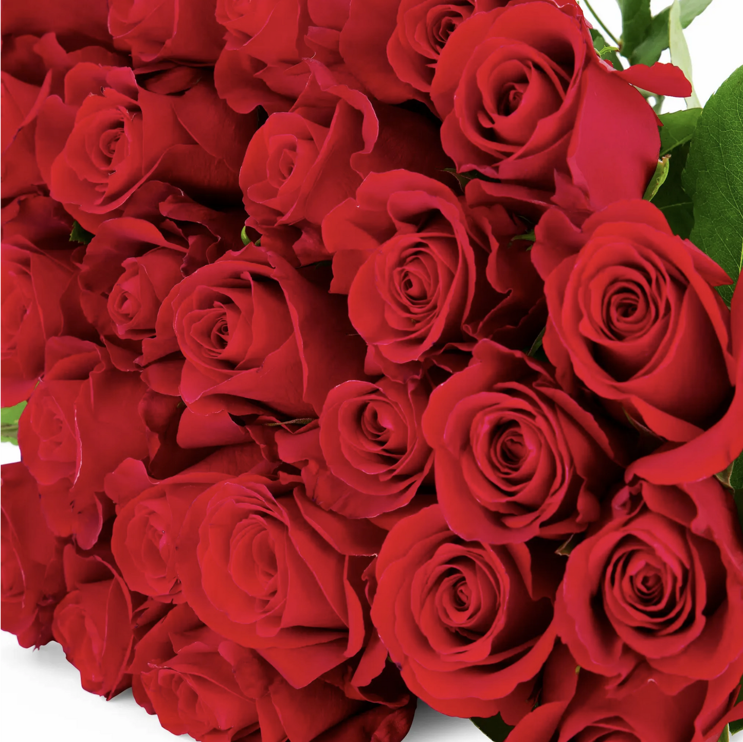 Red Roses