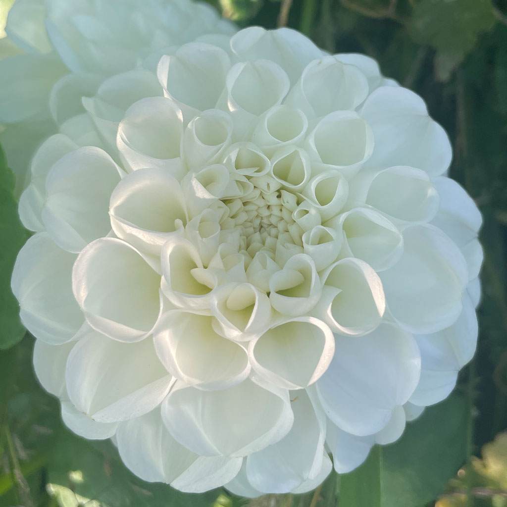 Orset Beauty