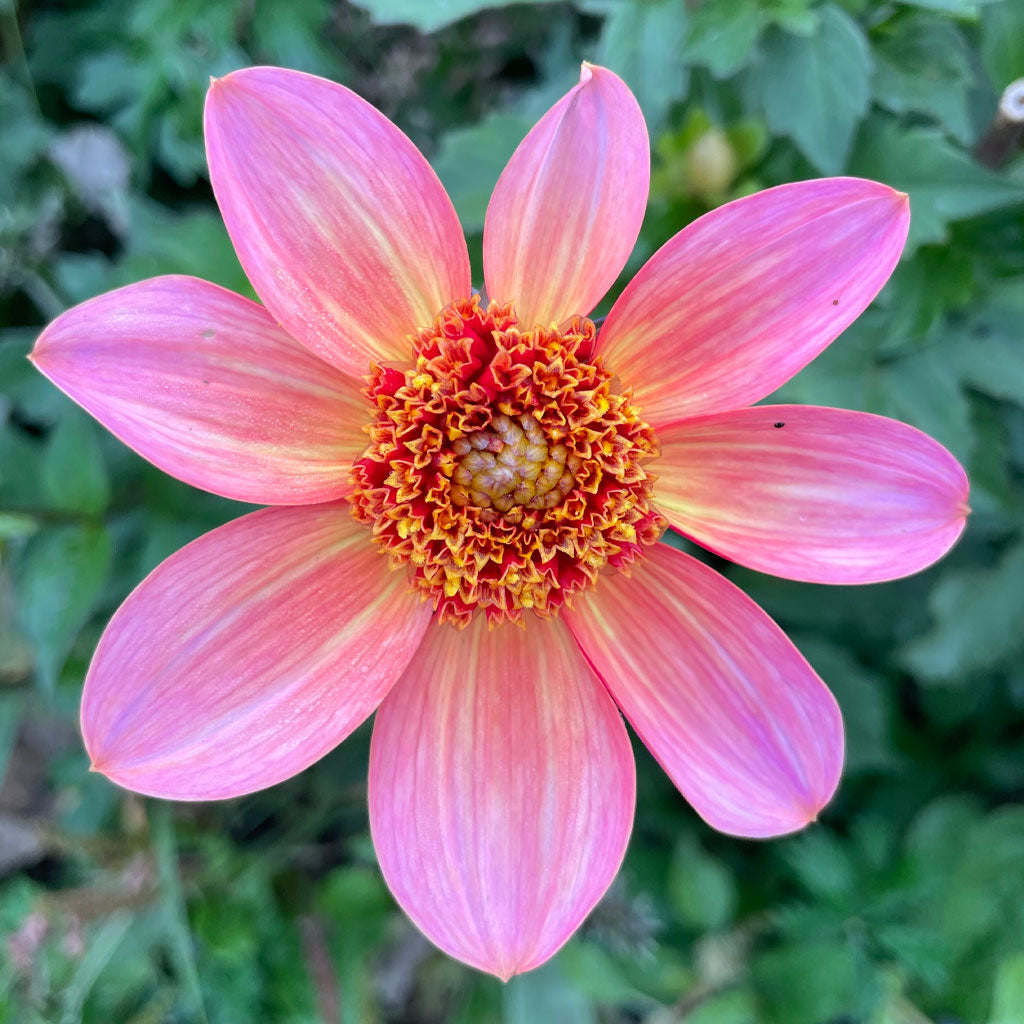 Totally Tangerine
