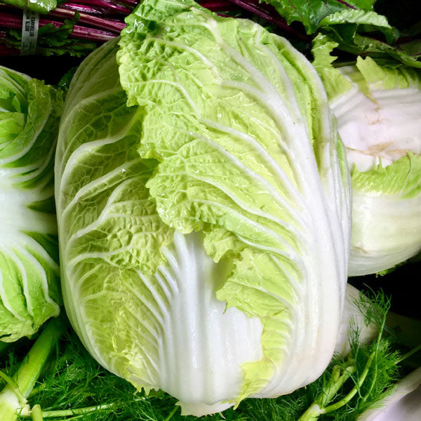 Napa Cabbage