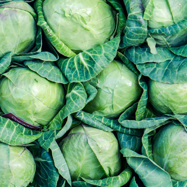 Cabbage (Green)