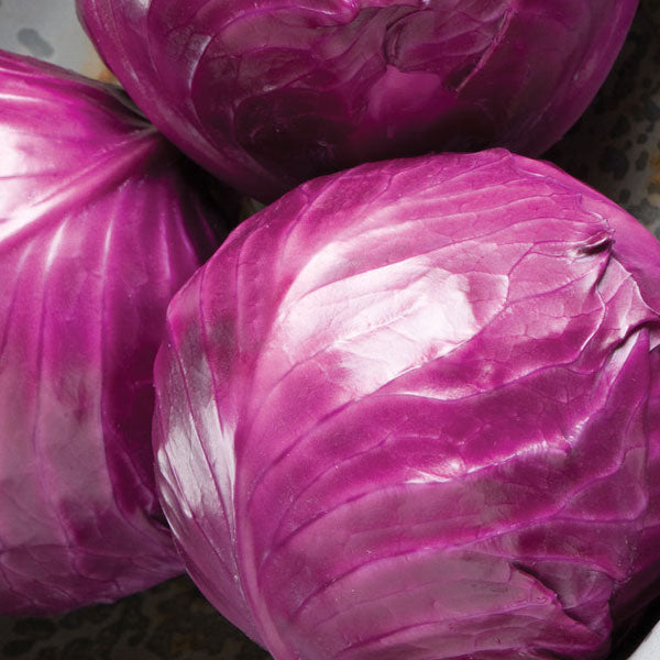 Cabbage (Red)