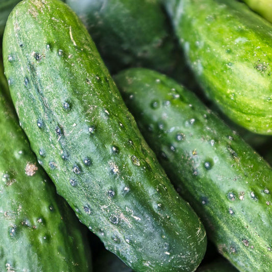 Cucumber – Pickler