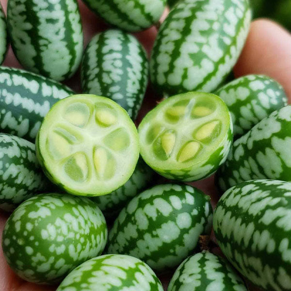 Cucamelon