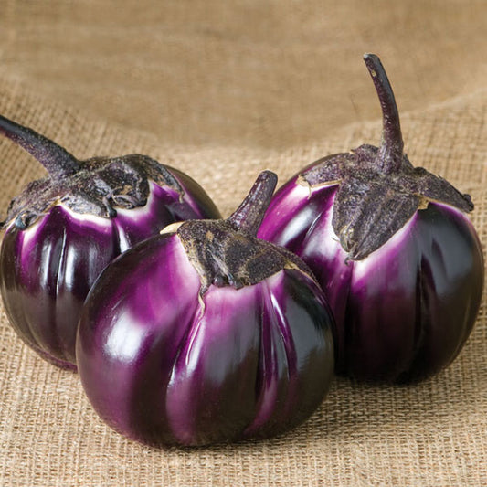 Eggplant – Barbarella