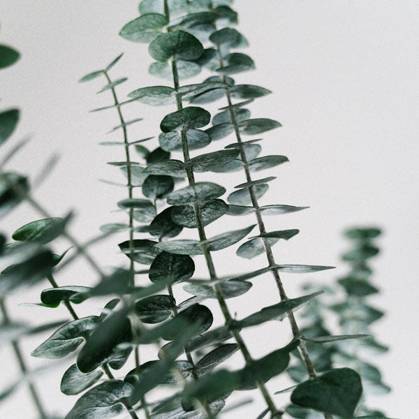 Eucalyptus – Silver Dollar