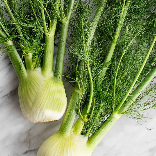 Fennel