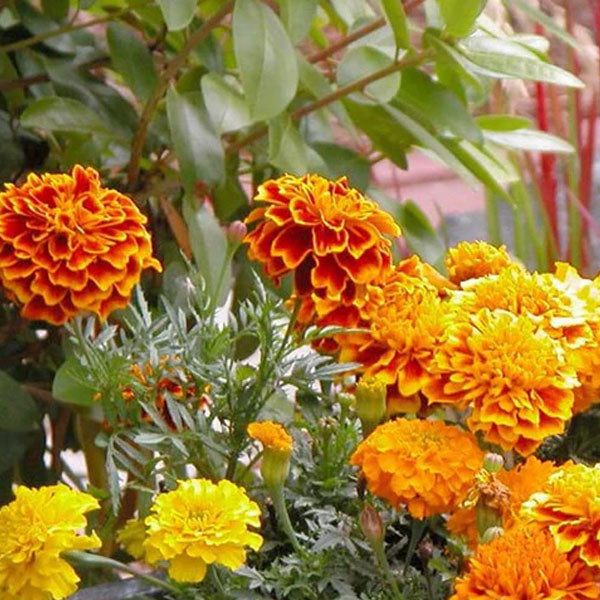 Marigold
