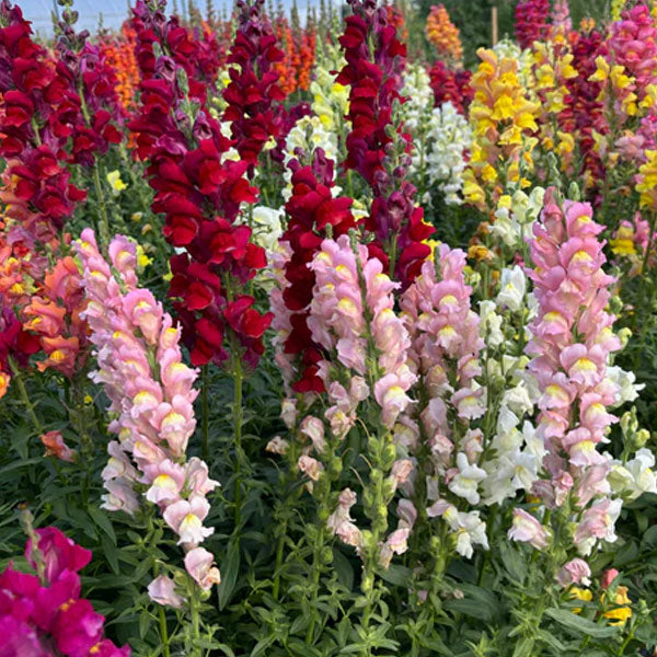 Snap Dragon