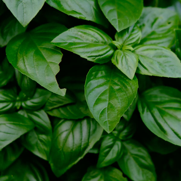 Herb – Basil