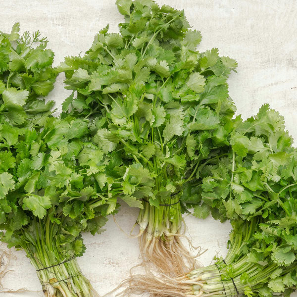 Herb – Cilantro