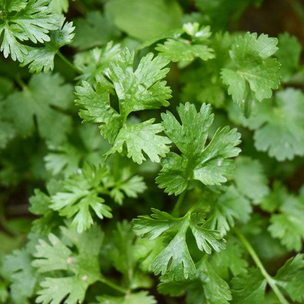 Herb – Parsley