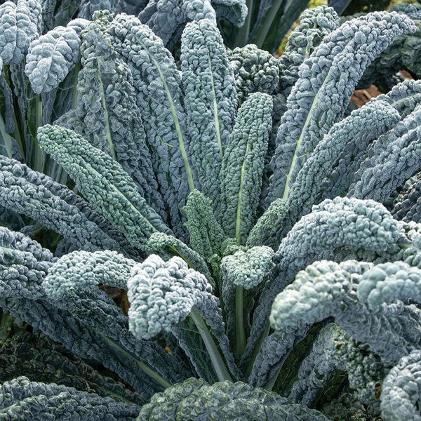 Kale – Tuscan