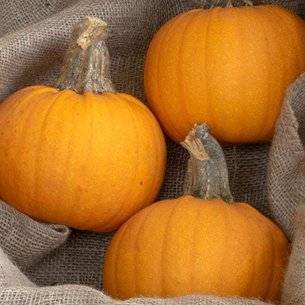 Pie Pumpkin