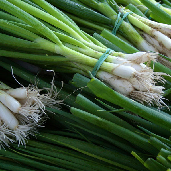 Onion – Scallion