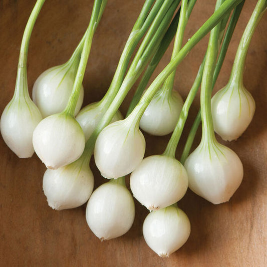 Onion – Pearl (White)