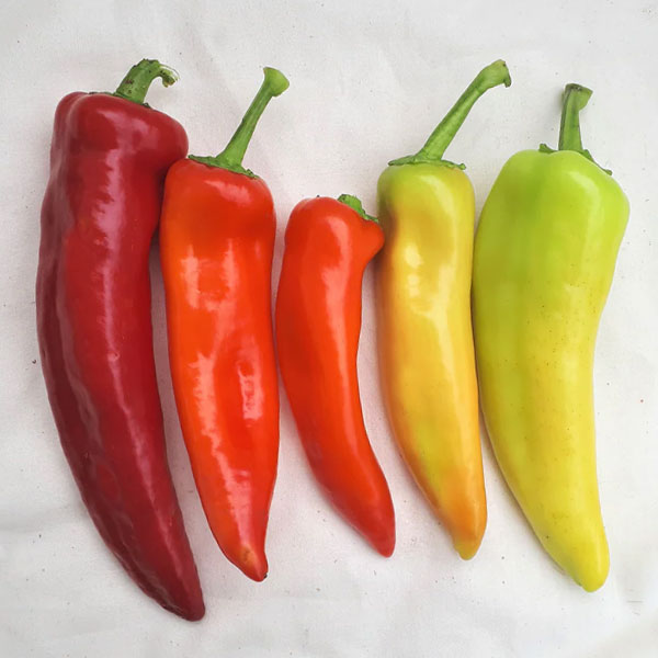 Pepper – Hungarian Hotwax