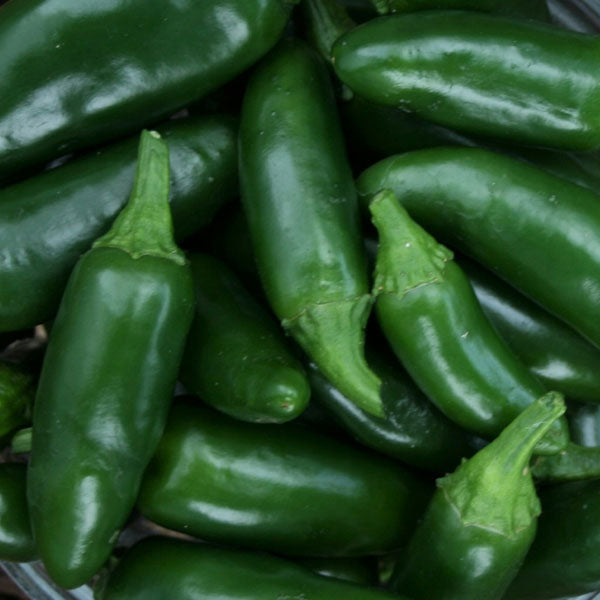 Pepper – Jalapeño