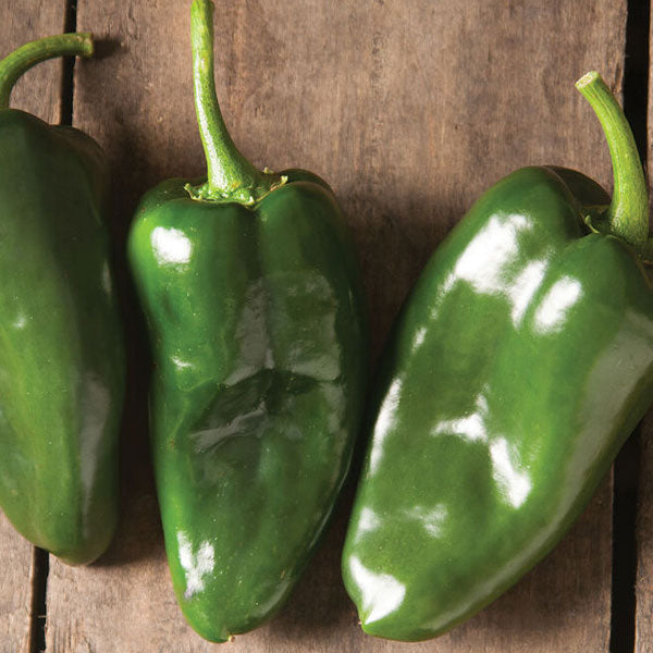 Pepper – Poblano