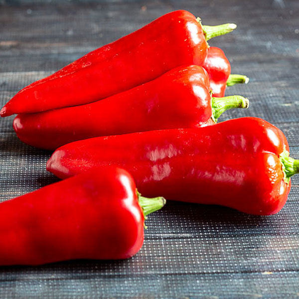 Pepper – Red Shepherd