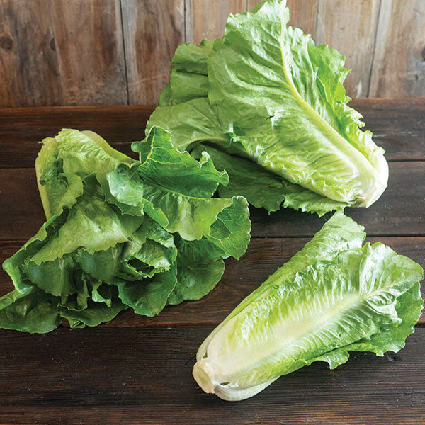 Romaine Lettuce