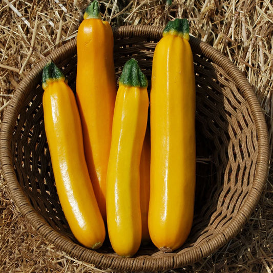 Zucchini (yellow)