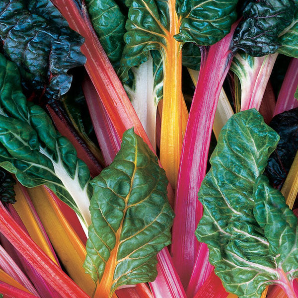 Swiss Chard