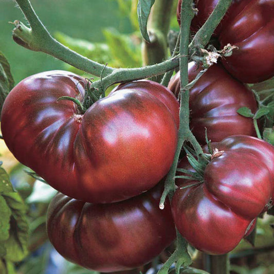Tomato – Black Krim
