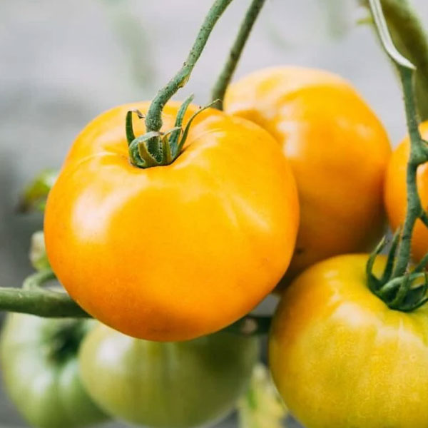 Tomato – Lemon Boy