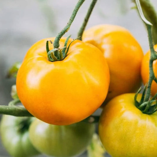 Tomato – Carolina Gold