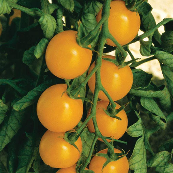 Yellow Cherry