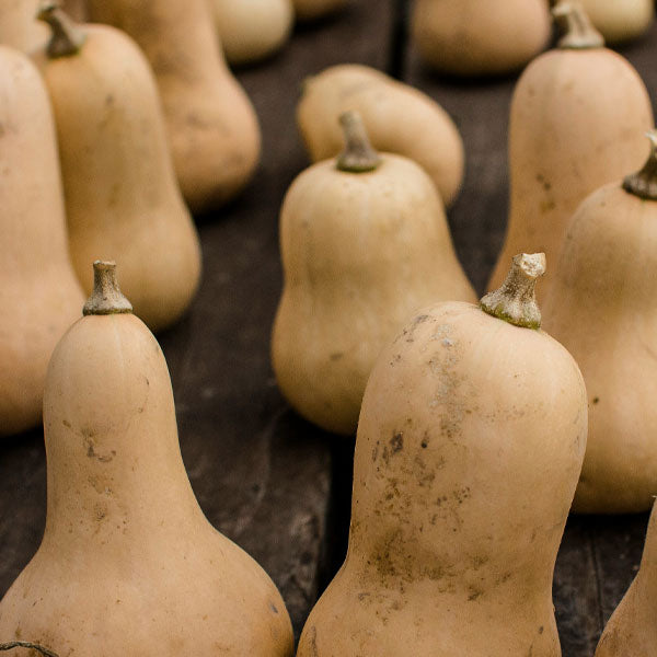 Butternut Squash