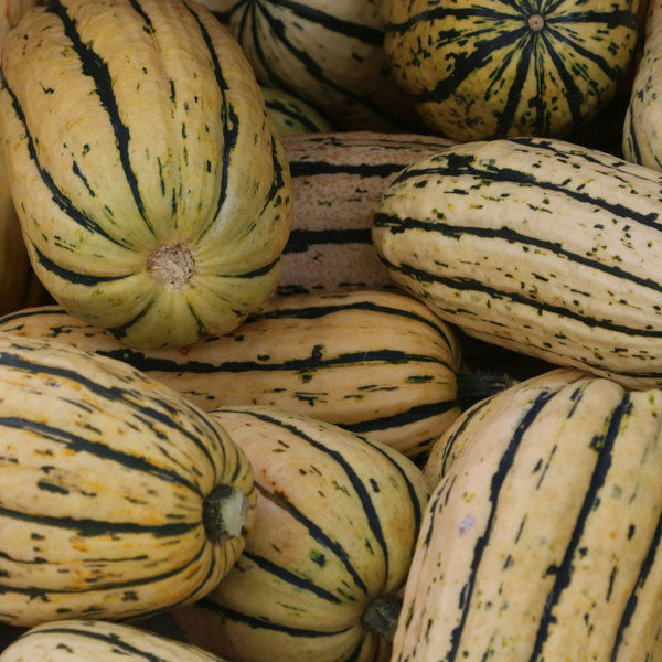 Delicata Squash