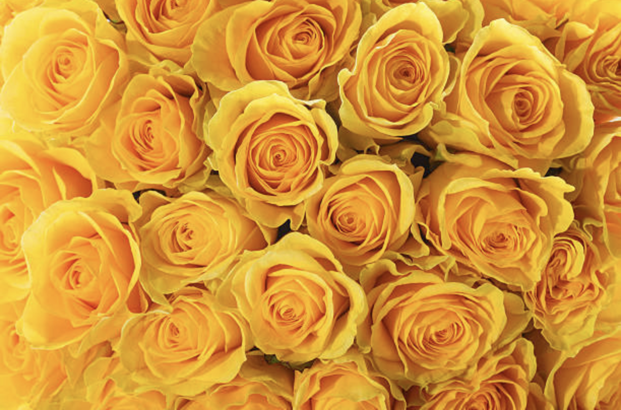 Yellow Roses