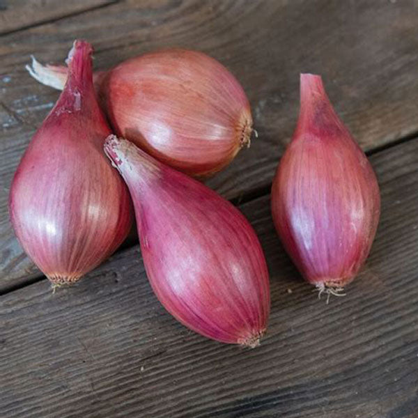 Onion – Shallot