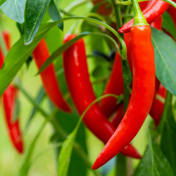 Pepper – Cayenne