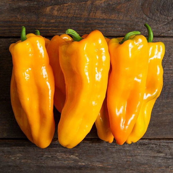 Pepper – Yellow Shepherd